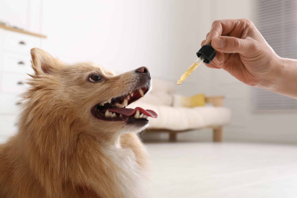 Top 5 Brands and Buyer’s Guide for the Best CBD Oil for Dogs in 2022