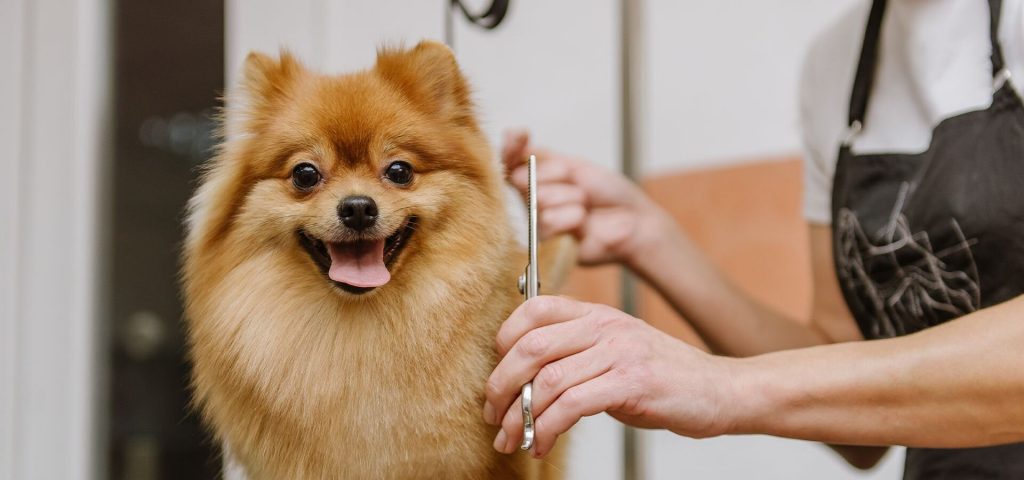 How to take care of your pet grooming activities with ease?