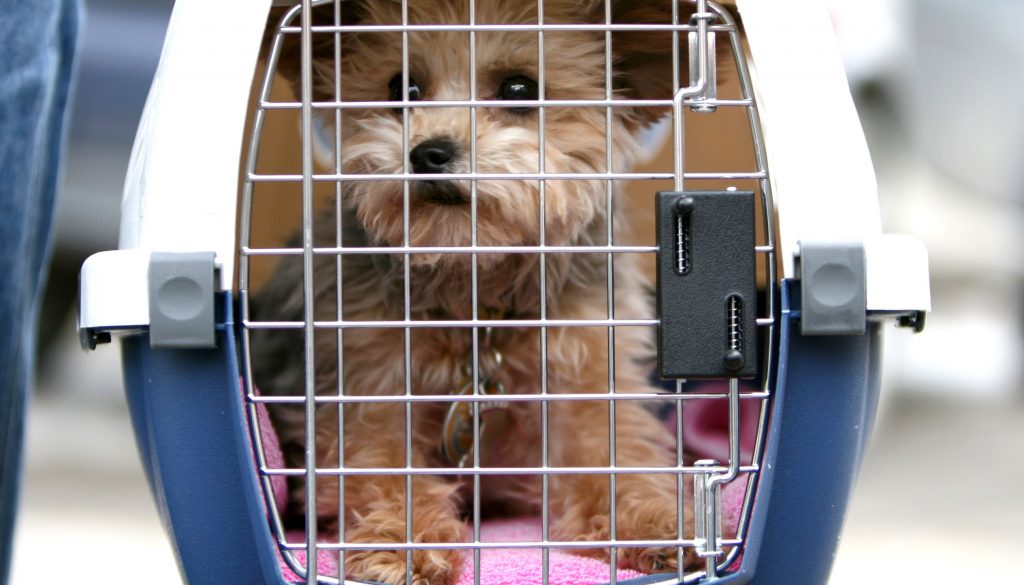 The Convenience Found with Pet Transportation Services